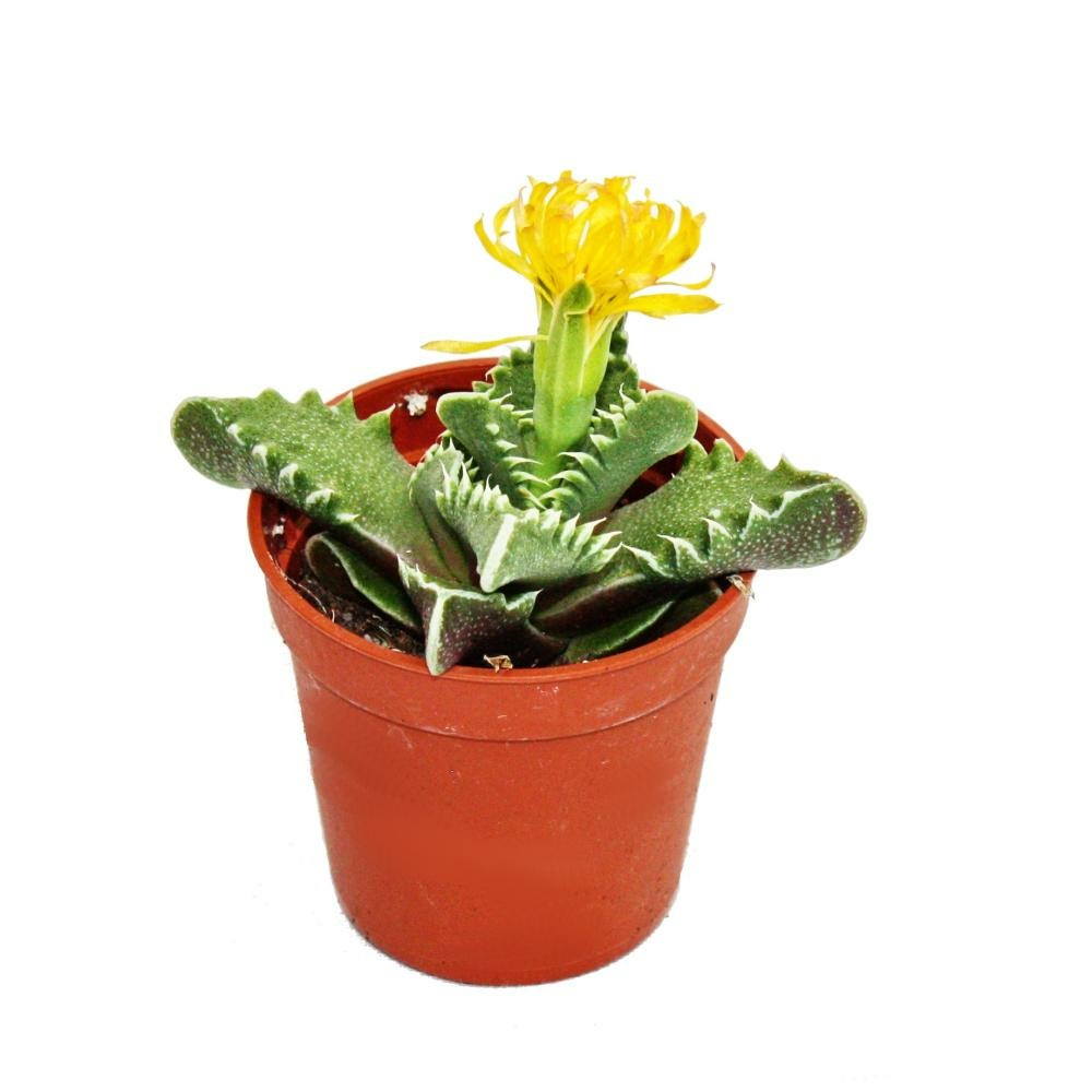 Faucaria tigrina - cerf-volant tigre - petite plante en pot de 5,5cm