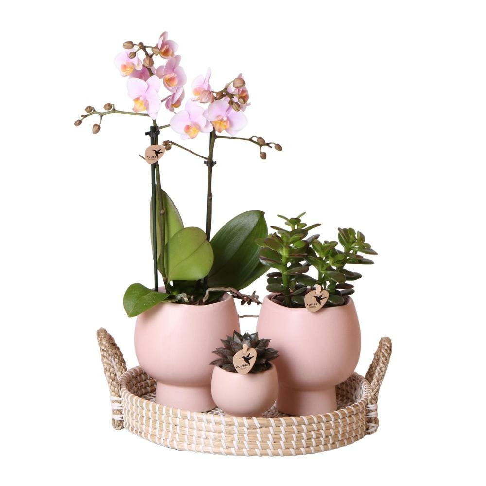 Ensemble complet de plantes scandic nude | plante verte sertie d'orchidées phalaenopsis roses et de succulentes