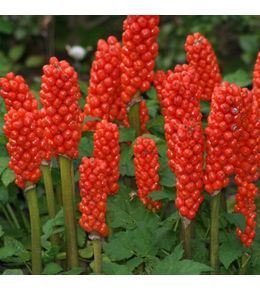 6 x faux arum, arum d'italie - arum italicum - godet 9cm x 9cm