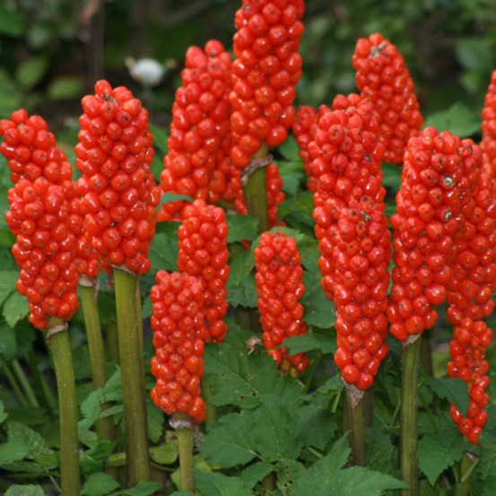 6 x faux arum, arum d'italie - arum italicum - godet 9cm x 9cm