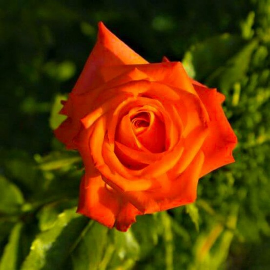 Rosier 'prince klaus'