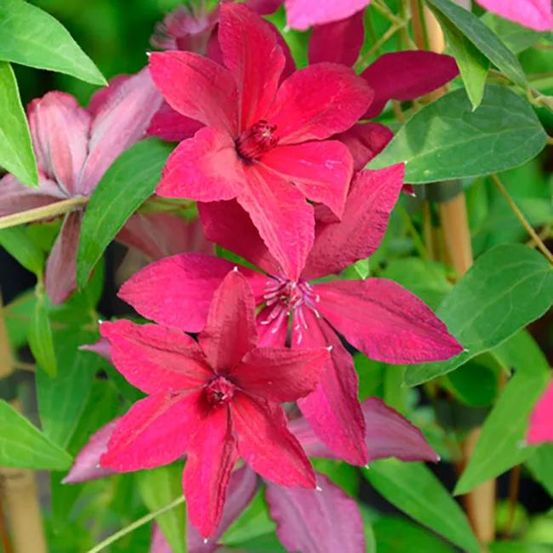 Clématite 'rüütel' - clematis 1,5l - 40/60cm