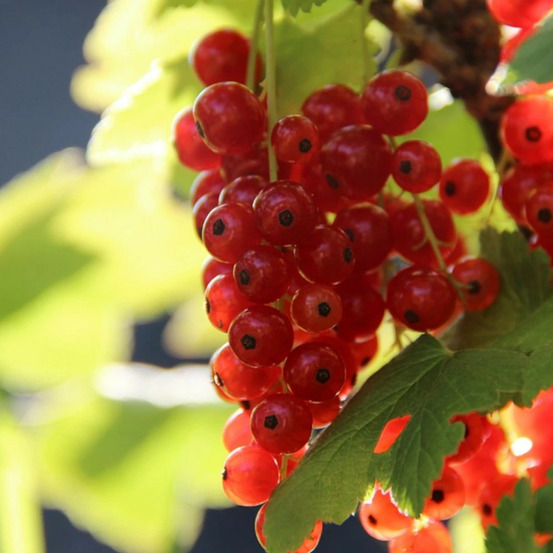 Groseillier-raisin agate rouge® 'mactor' pot de 2l