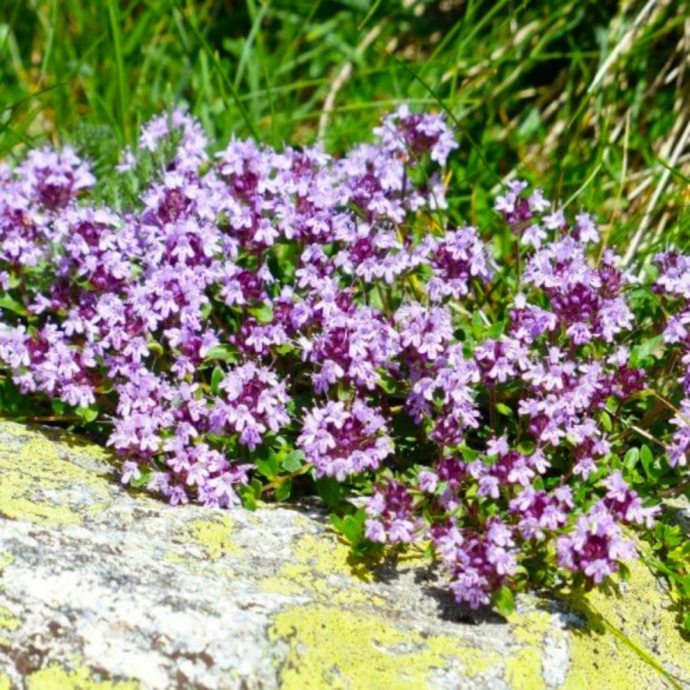 THYM GF H13A25-(766552)