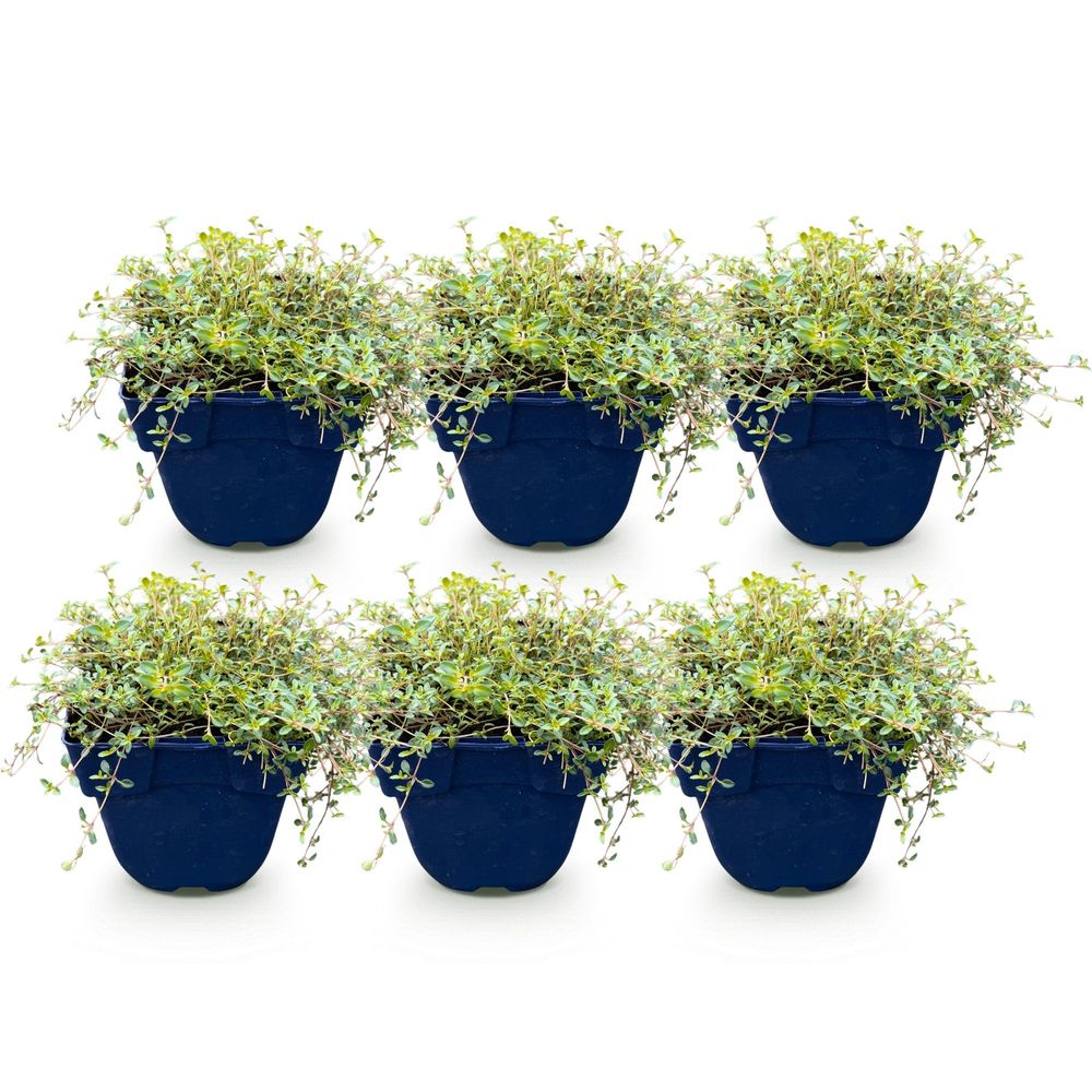 Thym 'red carpet' - lot de 6 - pot 11 cm - hauteur 25 cm - plante d'extérieur