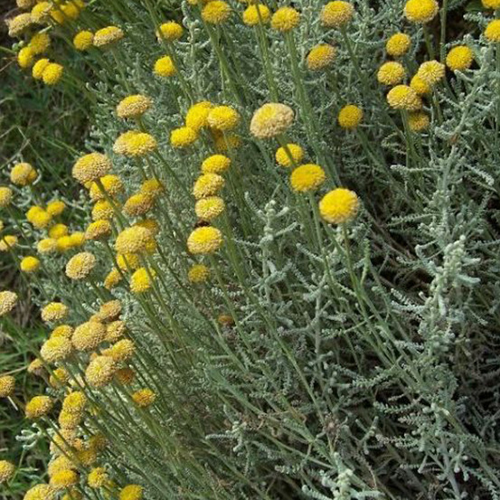 6 x santoline petit cyprès - santolina chamaecyparissus - godet 9cm x 9cm
