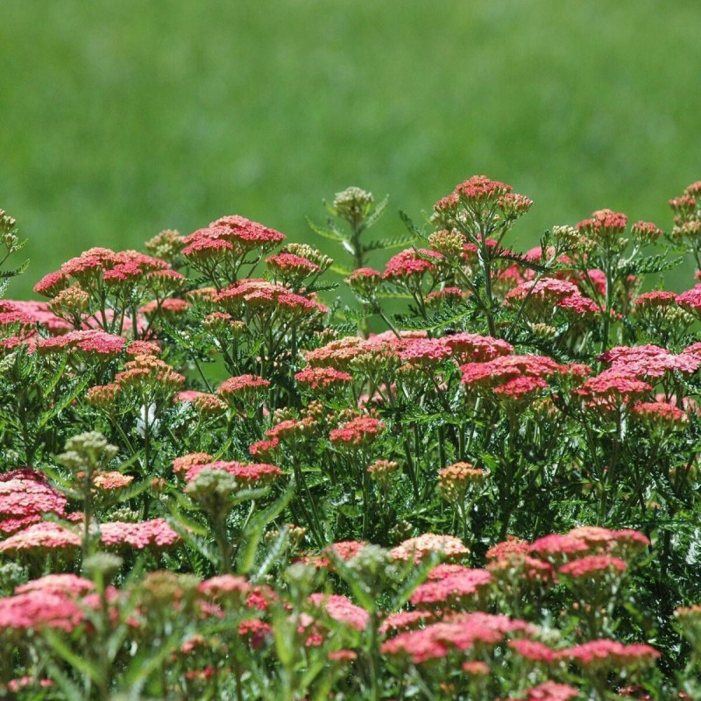 Achillée millefeuille wesersandstein lot de 5 godets