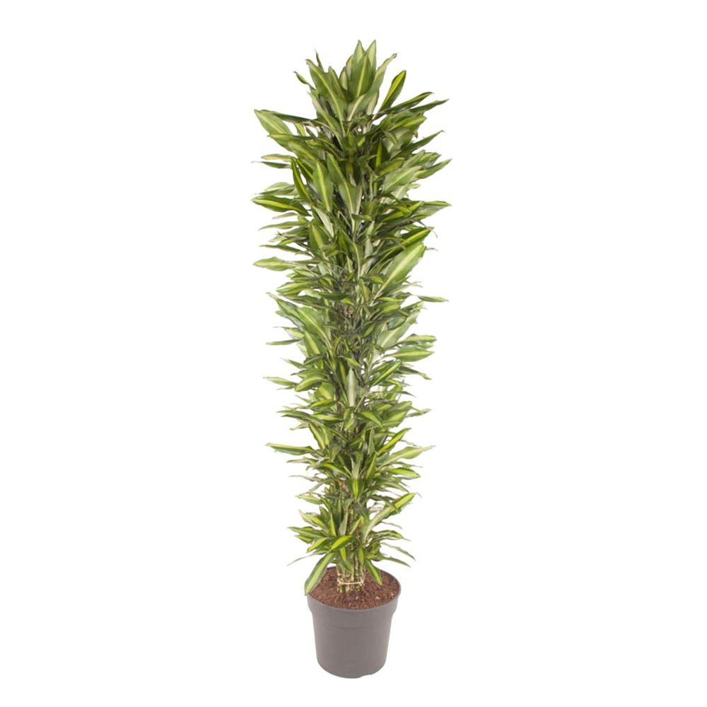 Dracaena cintho - plantes d'intérieur