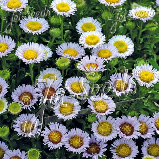 Vergerette glauque beachboy blue lot de 5 godets