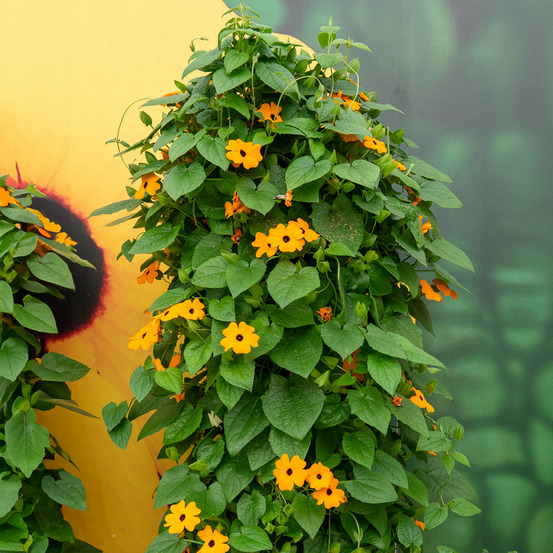 Suzanne aux yeux noirs orange - le pot / ø 10.5cm