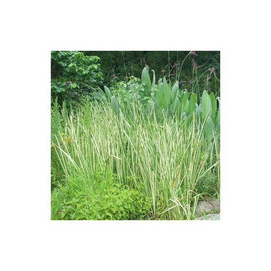 Acore odorant variegatus lot de 5 godets