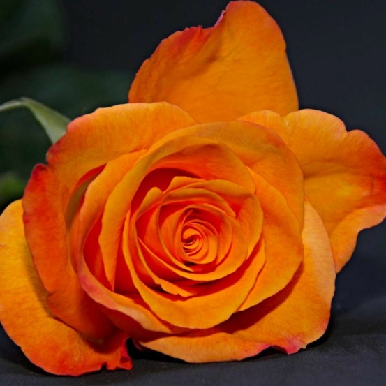 Rosier Grimpant - 'Sutter's Gold'…