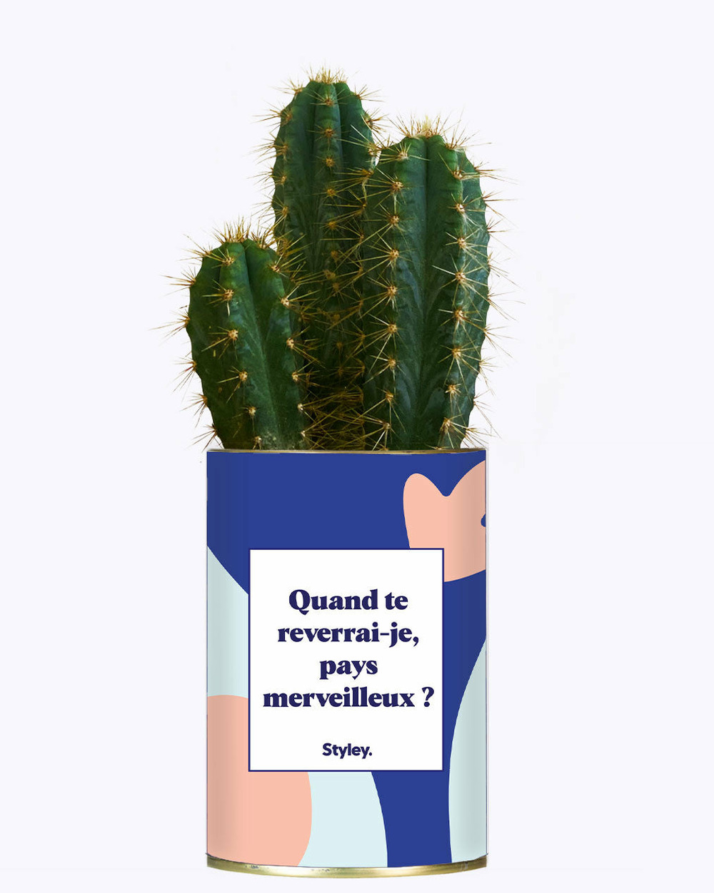 Plante facile à entretenir - quand te reverrais-je pays merveilleux ? - cactus