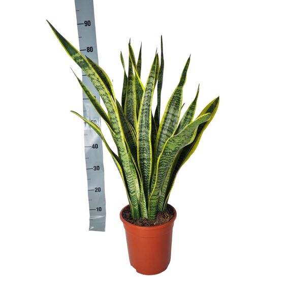 Sansevieria laurentie - h90 cm - ø21 cm