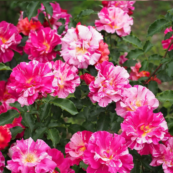 Rosier arbustif edgar degas® 'delstrisang' pot de 5l - touffe