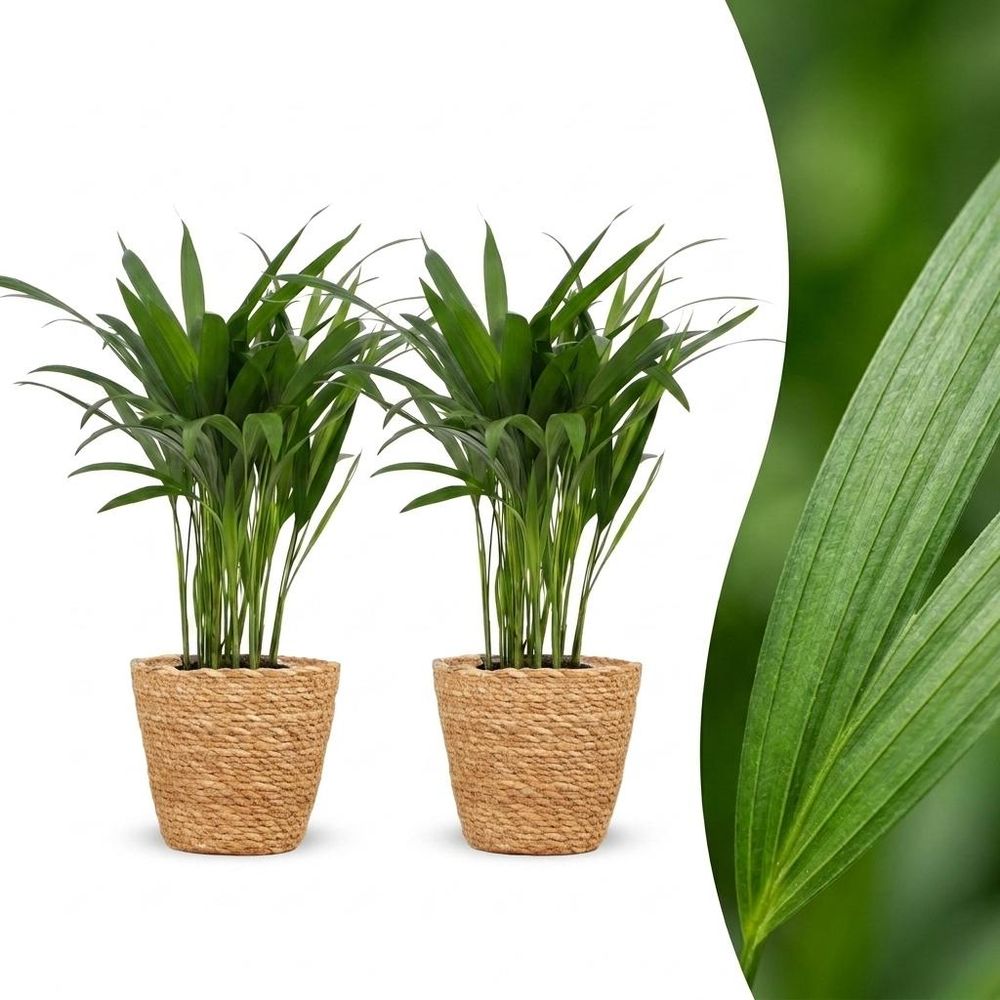 Areca lutescens - palmier areca - pot de 12cm