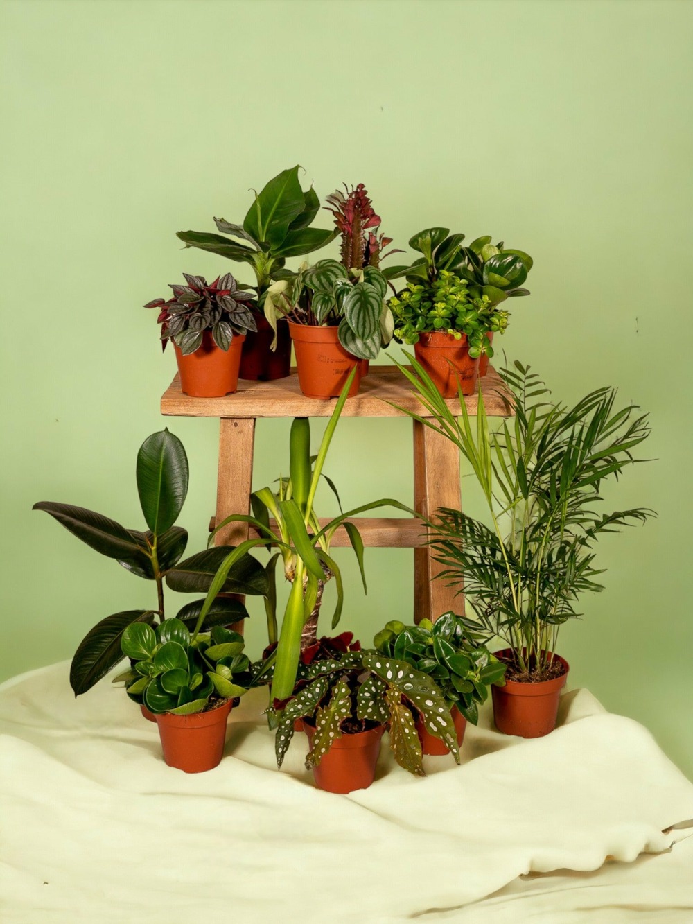 Plante d'intérieur - box - 10 plantes d'intérieur dépolluantes 30cm