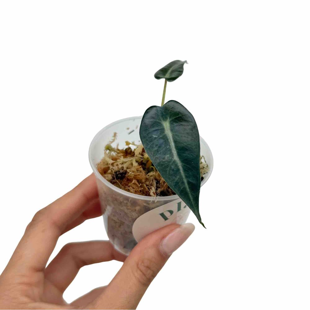 Alocasia bambino arrow - pot de 6cm - plantes d'intérieur