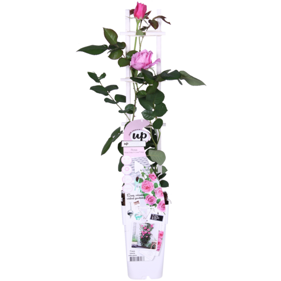 Rosa crazy in love 'rose' - rose rose - h65 cm - ø15 cm