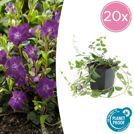 Petite pervenche 'atropurpurea' x20 – entre 1,25 et 1,67m2