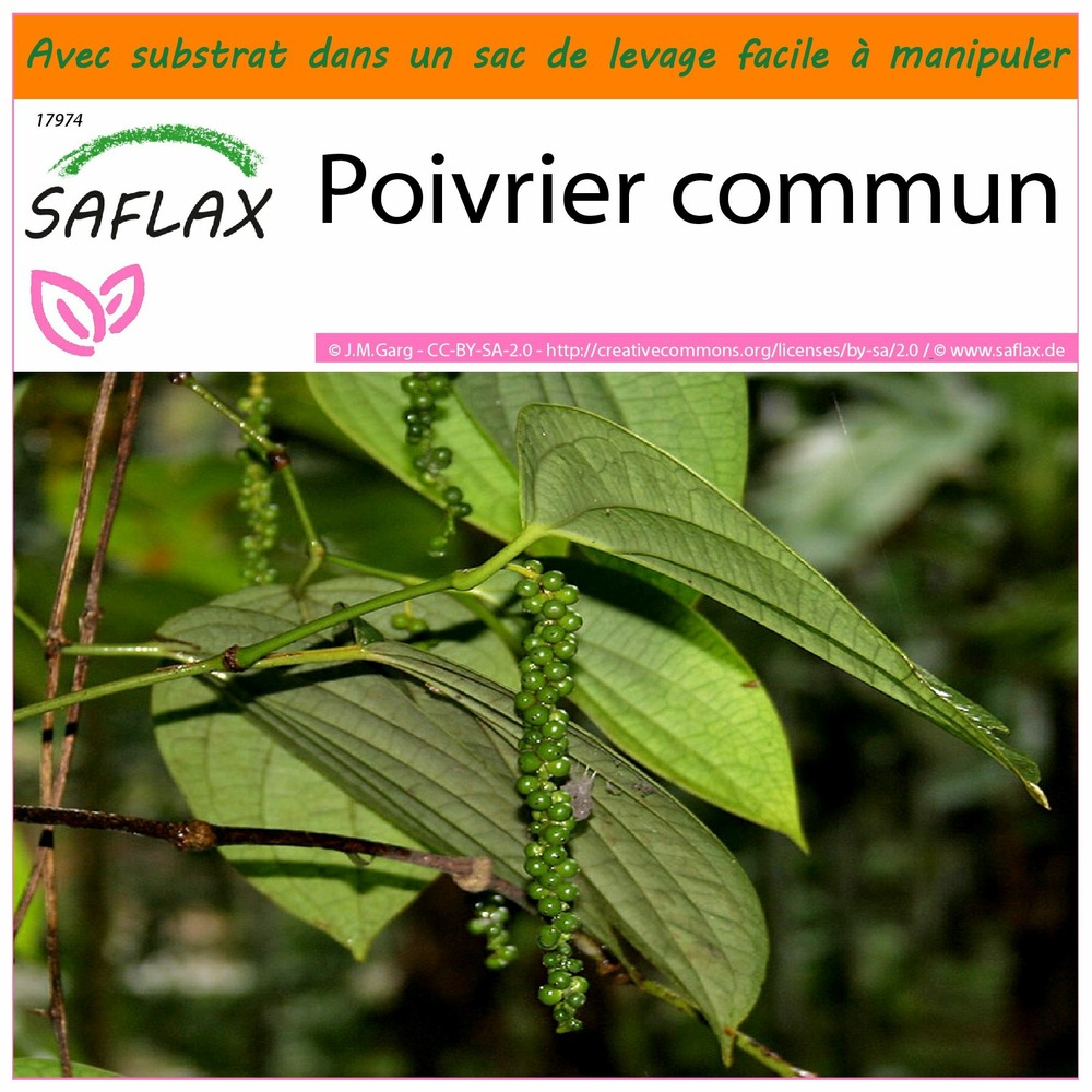 Garden in the bag - poivrier commun - 20 graines - piper nigrum