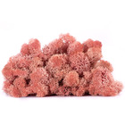 Lic/0562 lichen stabilisée rose w-box 0,5 kg