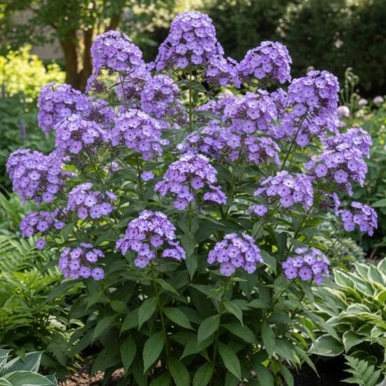 Phlox paniculé blue boy godet - 5/20 cm