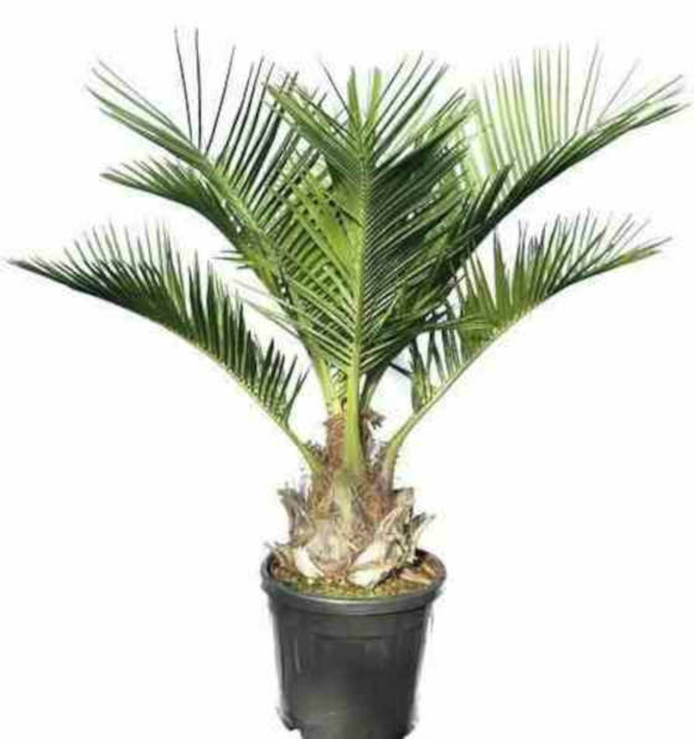 Jubaea chilensis (cocotier du chili, palmier à miel, palmier à vin) spécimen pot 160l stipe de 40/50 cm hauteur 180/200cm