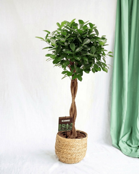 Ficus microcarpa moclame 110cm - plante d'intérieur