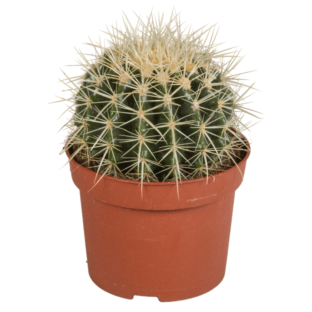 Echinocactus grusonii h23cm - cactus d'intérieur