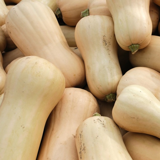 3 plants de courge butternut sibelle - les 3 plants / ø 10.5cm