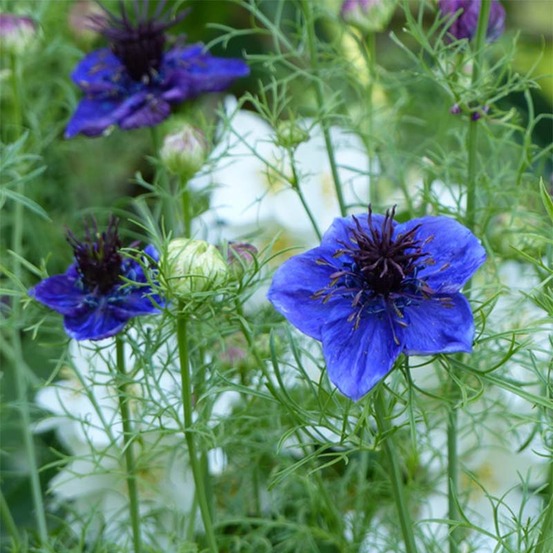 Nigelle d'espagne le sachet de 750 graines environ (1g)