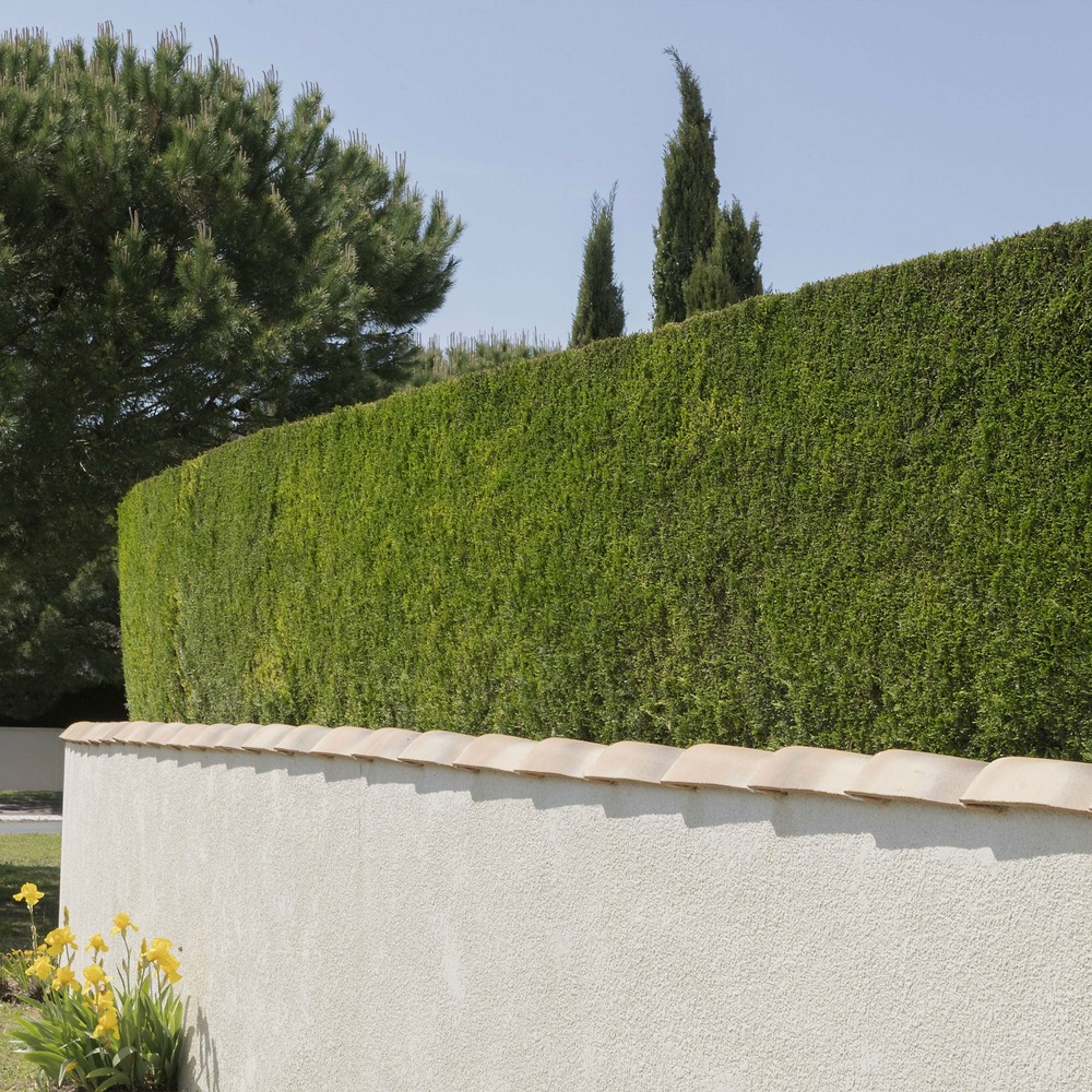 Cyprès de leyland - le pot / ø 9cm / hauteur livrée environ 30cm, vendu par lot de 2