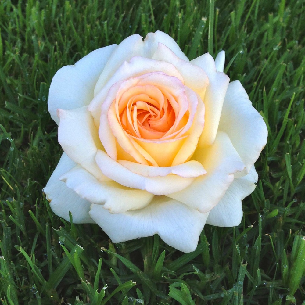 Rosier moderne 'anastasia' pot de 4l/5l