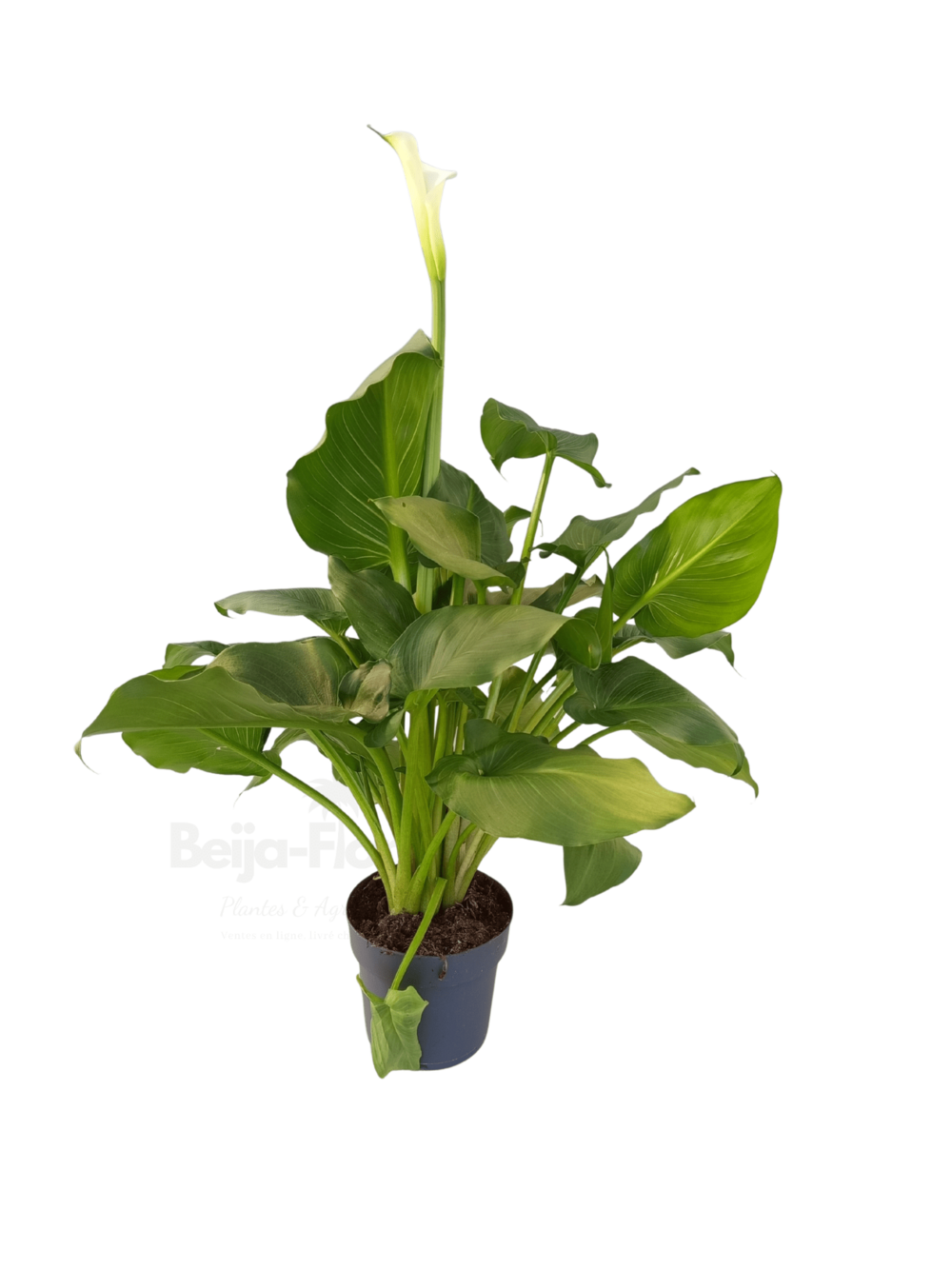 Zantedeschia aethiopica (arum blanc) en pot 17 cm hauteur 60 à 70 cm