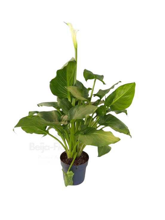 Zantedeschia aethiopica (arum blanc) en pot 17 cm hauteur 60 à 70 cm
