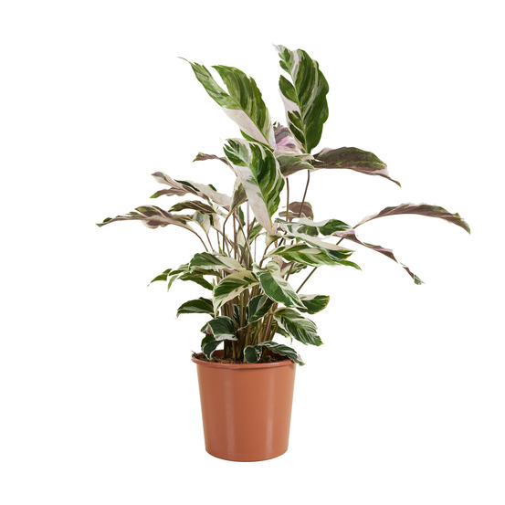 Calathea white fusion - plantes d'intérieur - purifiant l'air - facile d'entretien - 60-80 cm de haut - pot 17 cm