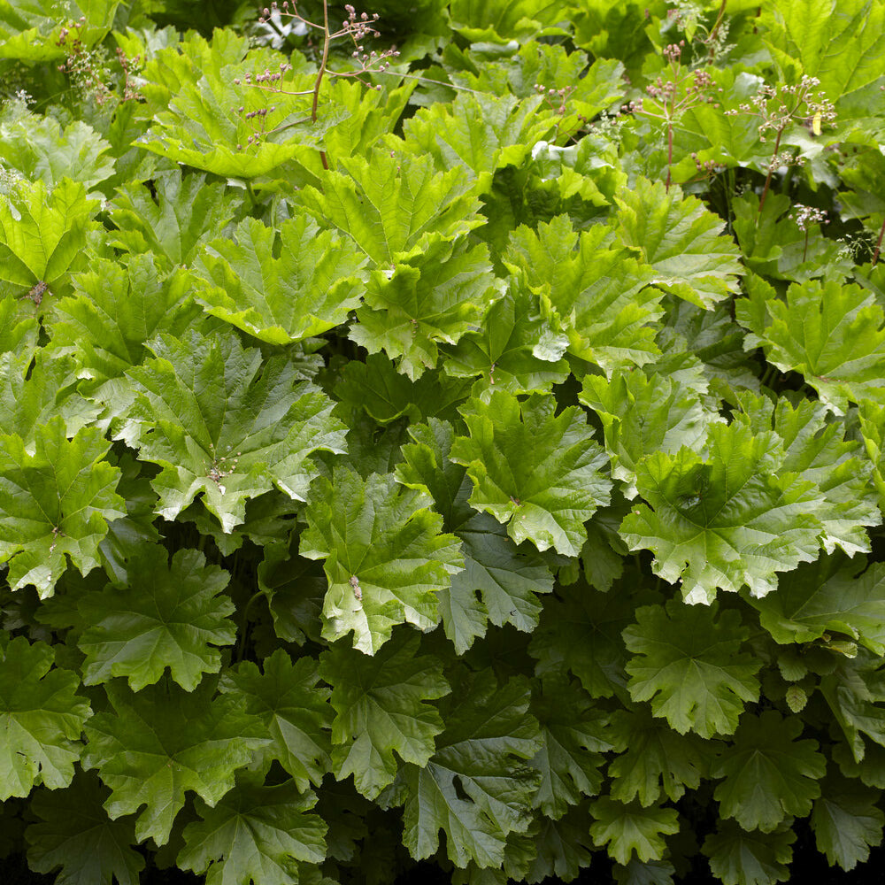 Saxifrage pelté - le pot / ø 9cm