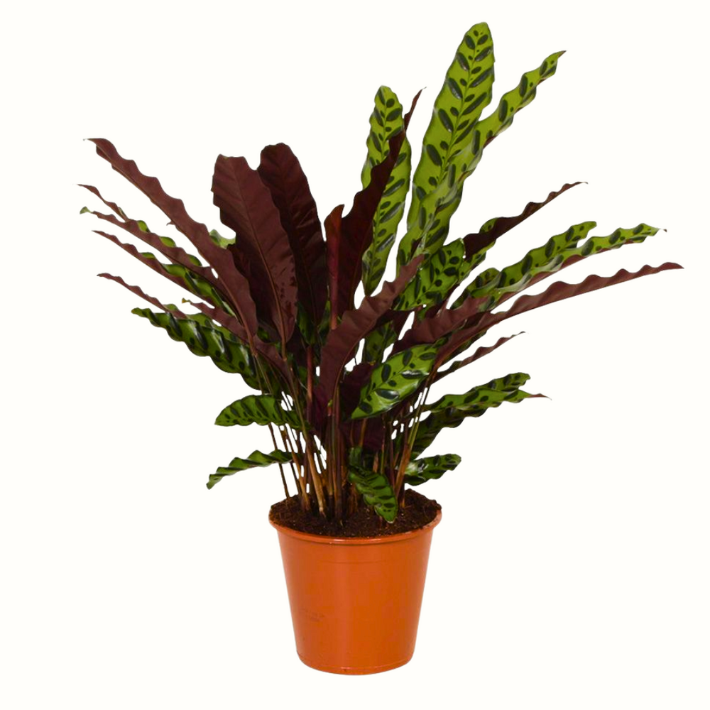 Calathea insigne - 60cm