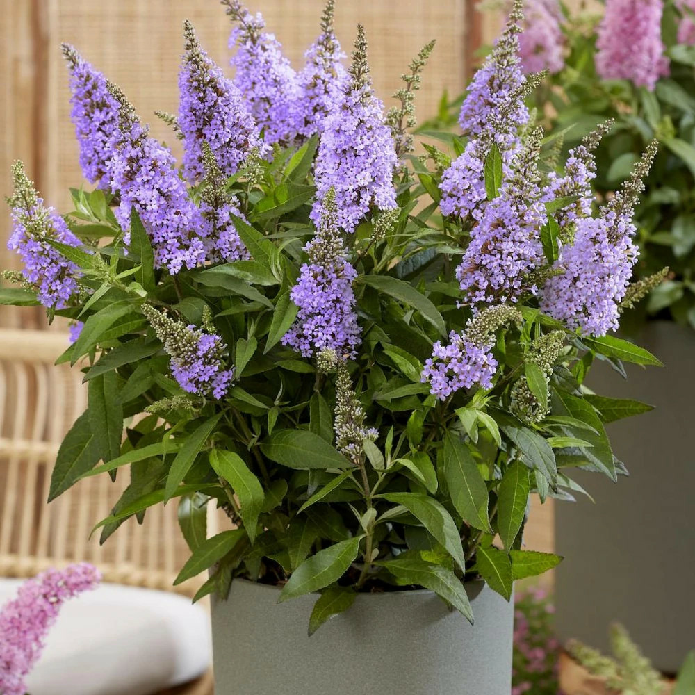 Arbre aux papillons butterfly candy® little lila 'botex004', buddleia pot de 4l - 20/40 cm