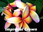 Plumeria rubra "imperial crown" (frangipanier) taille pot de 2 litres ? 20/30 cm -   blanc/jaune/rose