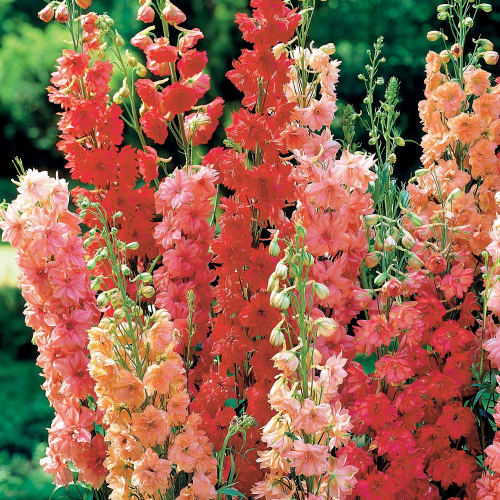3 delphiniums rouges en mélange - le paquet de 3 racines nues, vendu par lot de 4