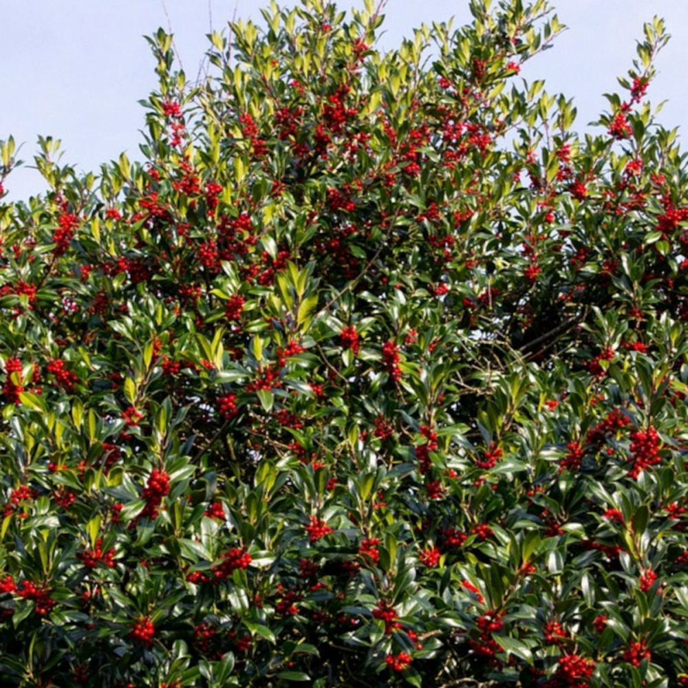 Houx commun alaska, ilex pot de 3l - 40/60 cm