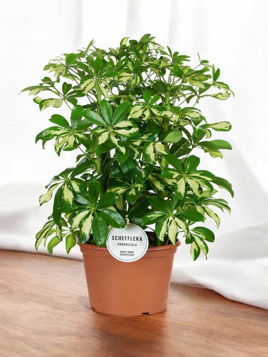 Schefflera gerda 55cm - plante d'intérieur