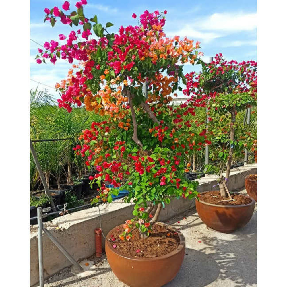 Bougainvillier hybride multi couleur (bougainvillier) pot de 50 litres ? 180/200 cm