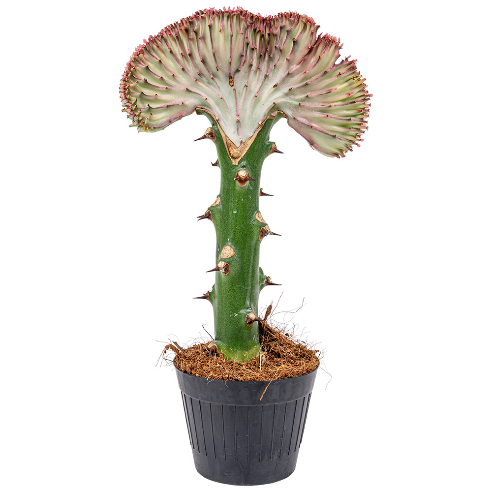 Euphorbia lactea cristata - cactus - plante d'intérieur - dépolluante - 20-30 cm de haut - pot 11 cm