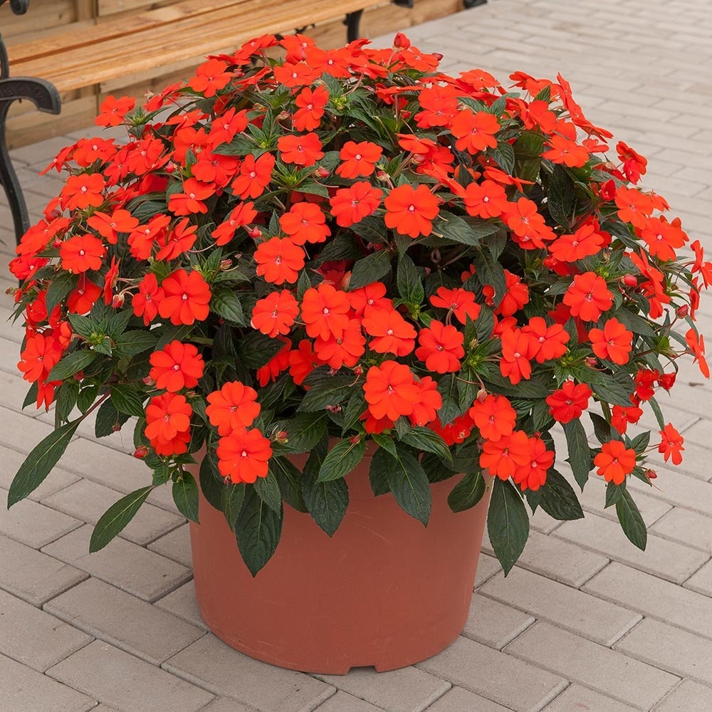 Balsamine, impatience 'sunpatiens vigorous orange improved' mini-motte ø 3/4 cm (par 5)