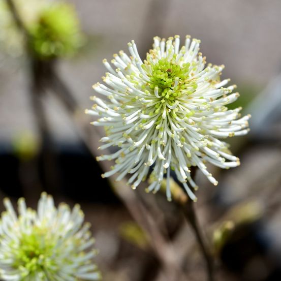 Forthergilla 'suzanne' pot de 4l/5l