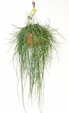 Plante d'intérieur - rhipsalis floccosa 70.0cm