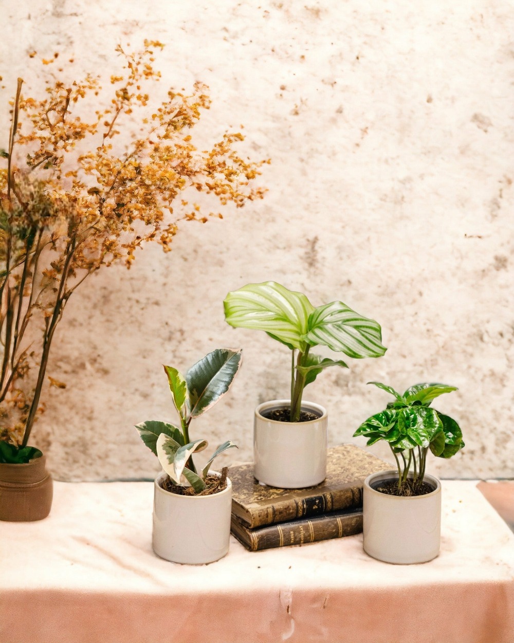 Coffret baby plantes 27cm - plante d'intérieur